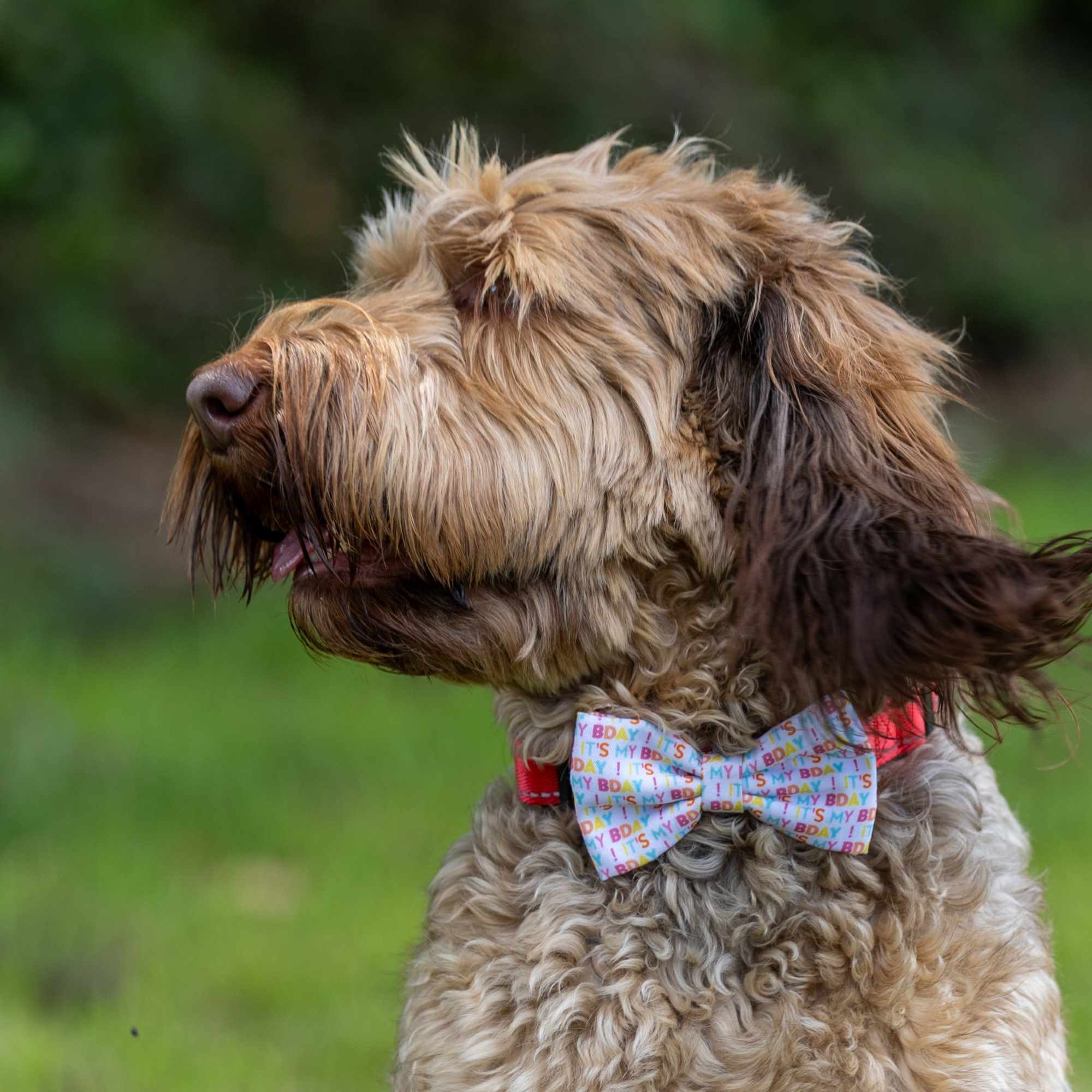 Petstock Foundation Birthday Bow Tie - Image 2