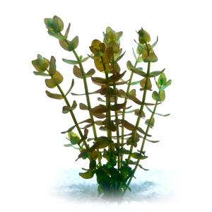 Pisces Bacopa Live Plant - Image 2
