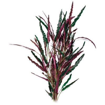 Pisces Dragons Flame Live Plant - Image 2