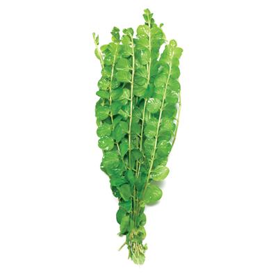 Pisces Gold Pennywort Live Plant - Image 2