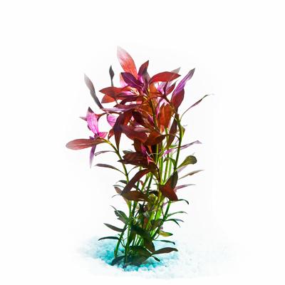 Pisces Narrow Ludwigia Live Plant - Image 2