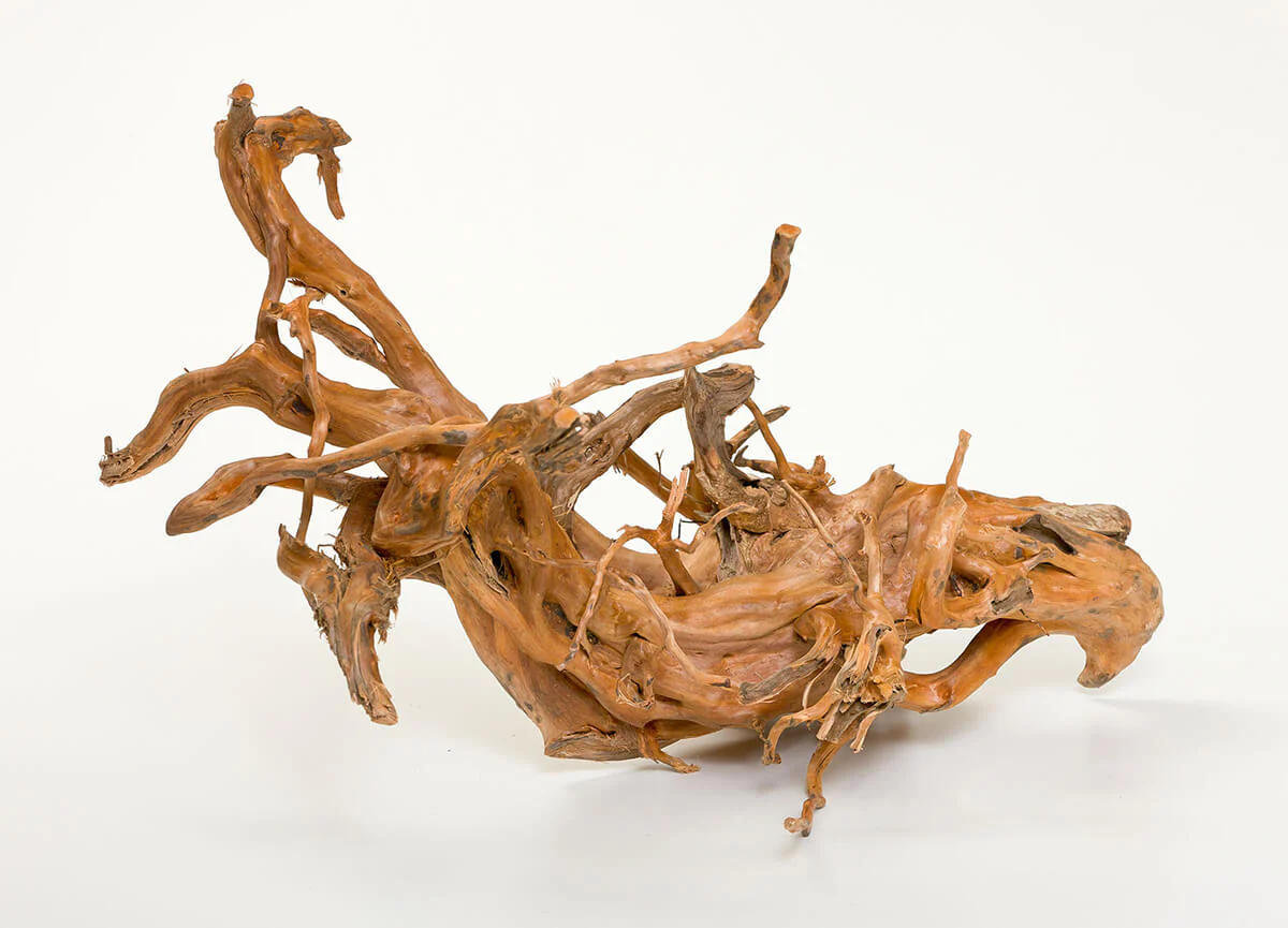 Pisces Natural Gold Vine Medium 30cm