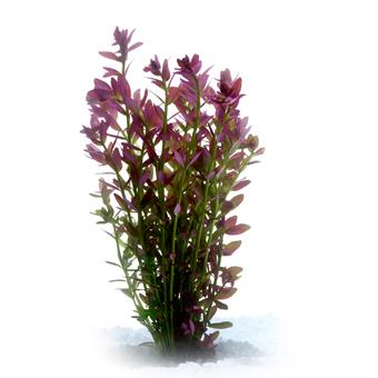 Pisces Pink Baby Tears Live Plant - Image 2