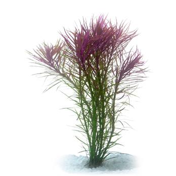 Pisces Pogostemon Stellata Fine Live Plant