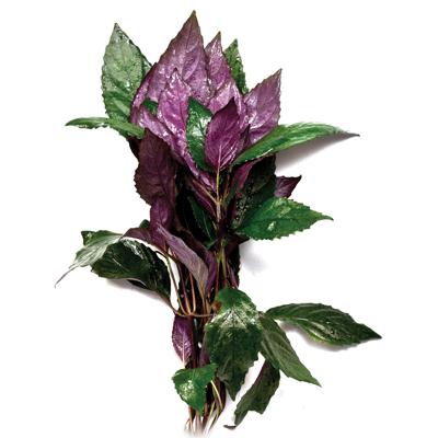 Pisces Purple Temple Live Plant - Image 2