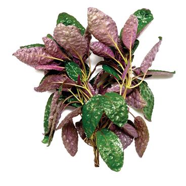 Pisces Purple Waffle Live Plant - Image 2