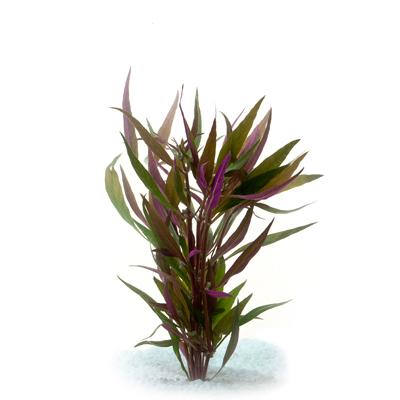 Pisces Telenthera Live Plant - Image 2