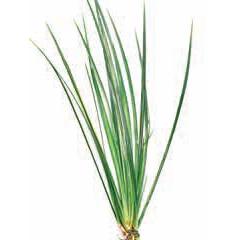 Pisces Varigated Rush Live Plant - Image 2