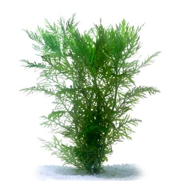 Pisces Wisteria Live Plant - Image 2