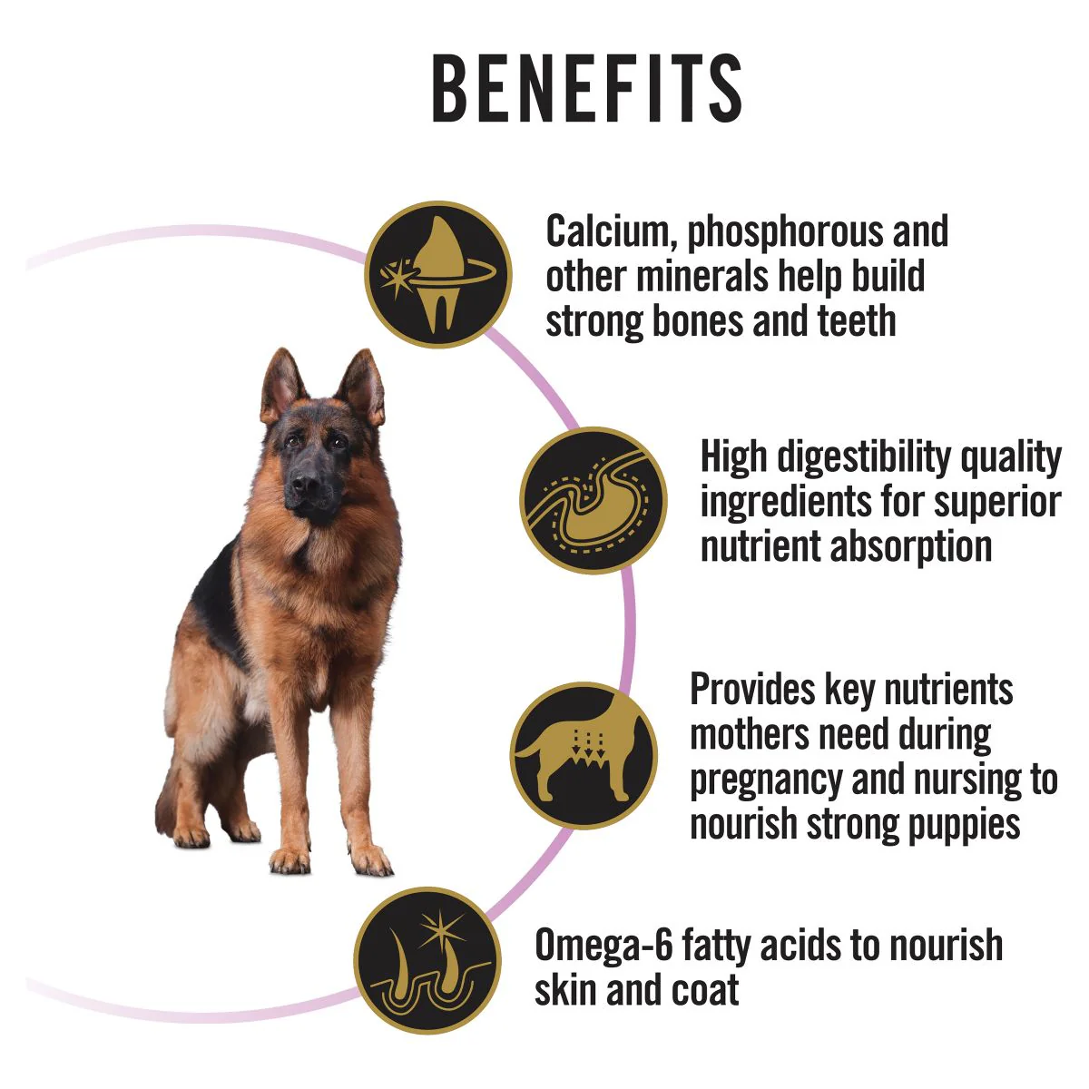 Pro Plan Performance All Size Chicken Dry Dog Food 20kg - Image 16