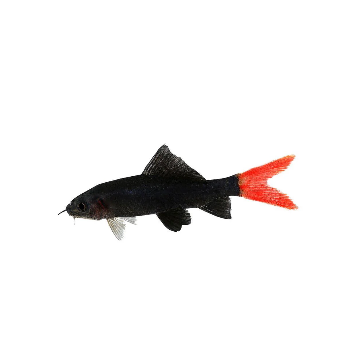 Red Tail Shark Fish 5cm