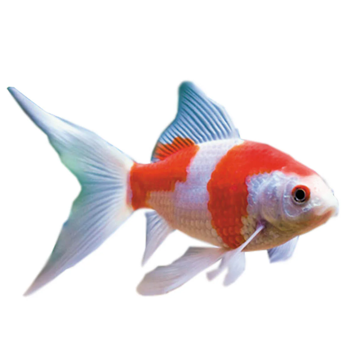 Red & White Comet Fish - Image 3