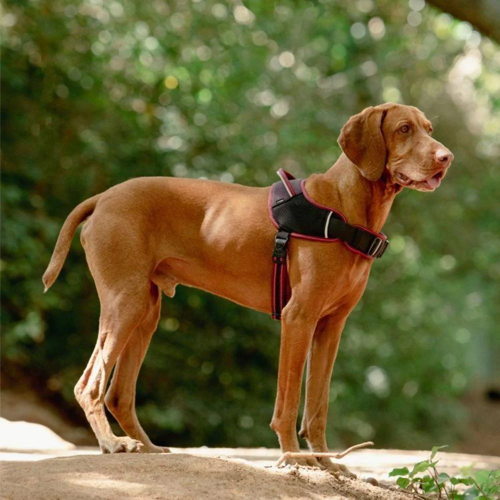 Rogz AirTech Sport Dog Harness - Image 49