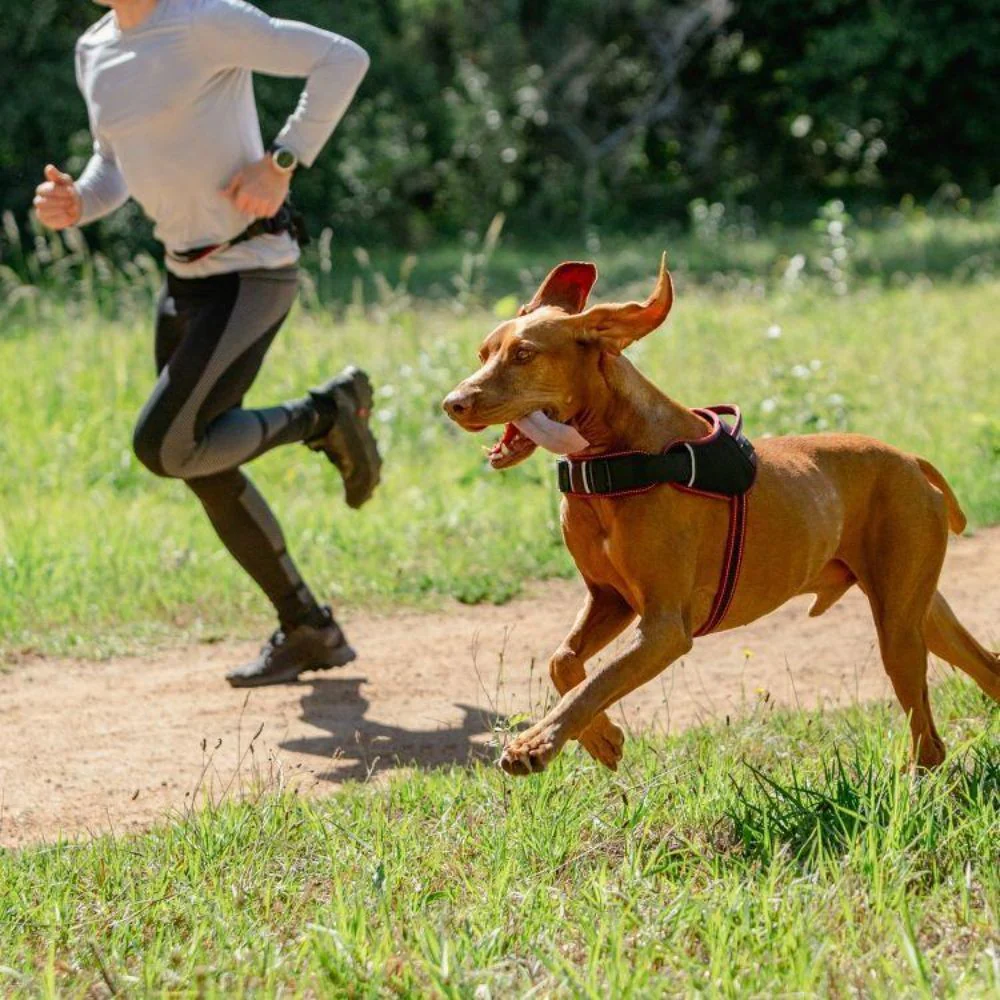 Rogz AirTech Sport Dog Harness - Image 61