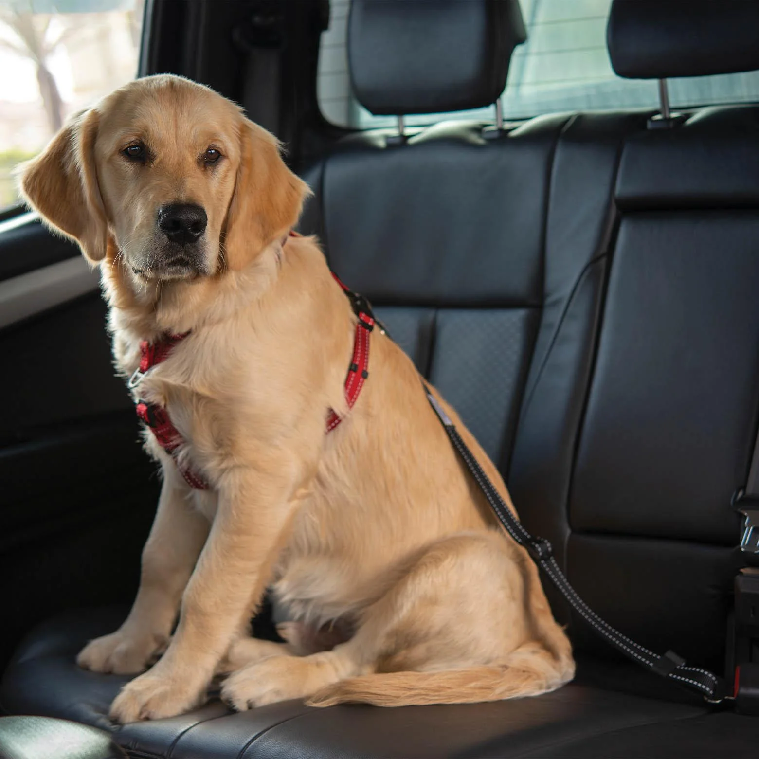 ROGZ Car-Safe Adjustable Seat Belt Clip - Image 3