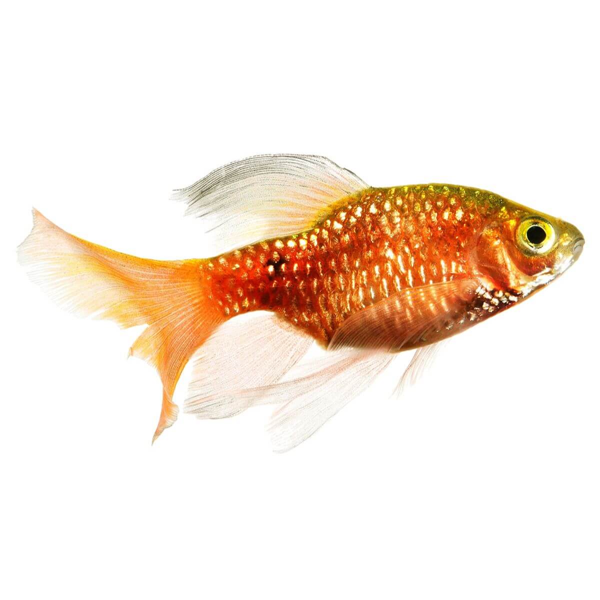 Rosy Barb Fish - Image 2