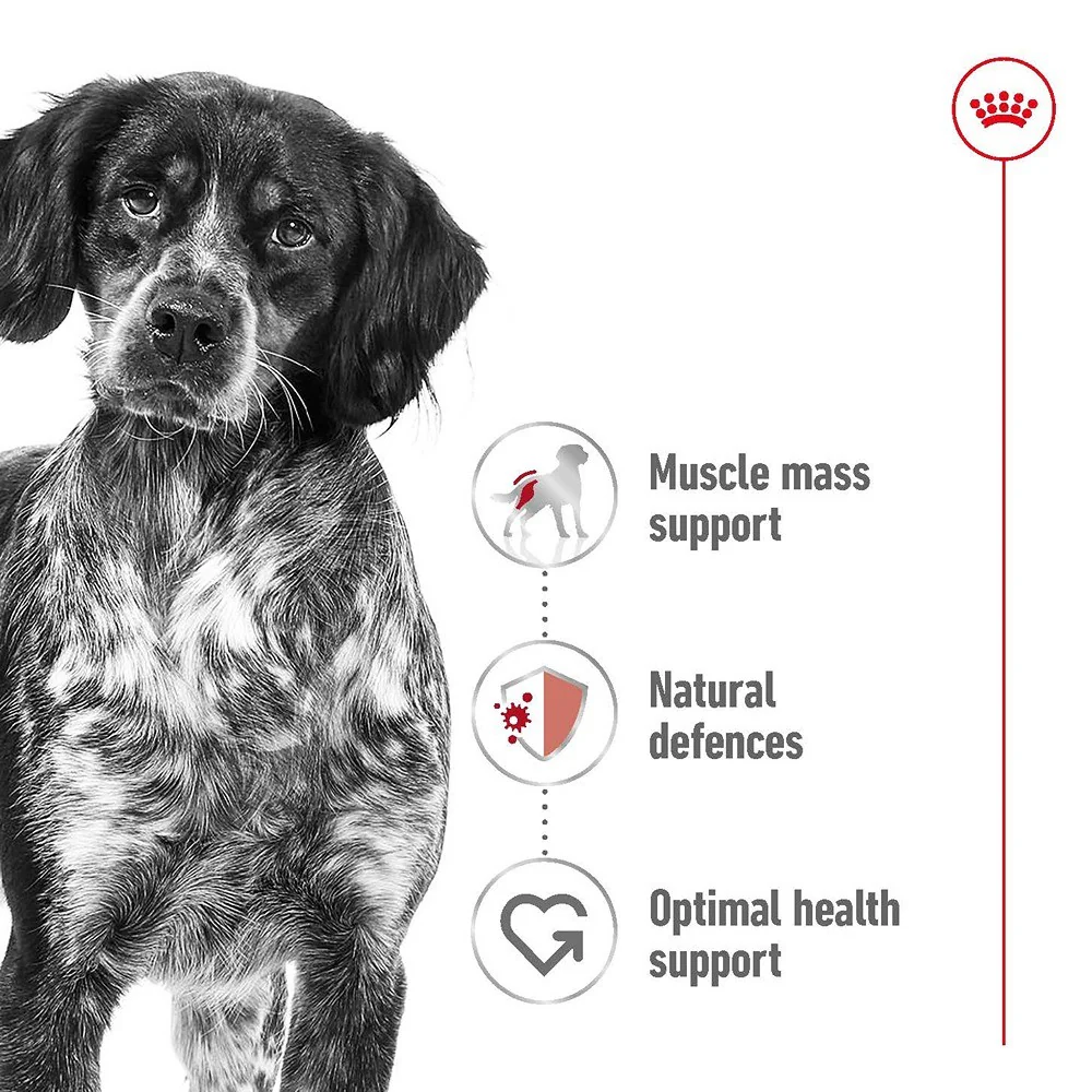 Royal Canin Adult Medium Loaf Wet Dog Food - Image 4