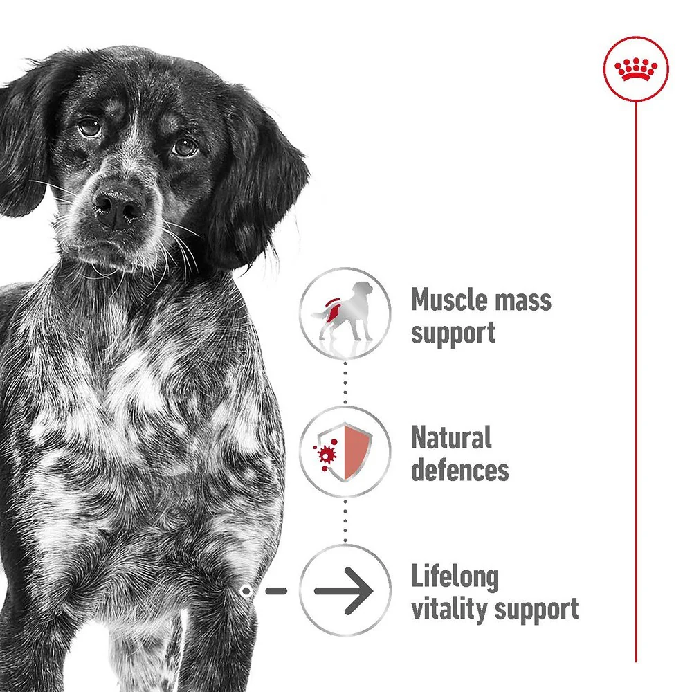 Royal Canin Ageing Medium Loaf Wet Dog Food - Image 4