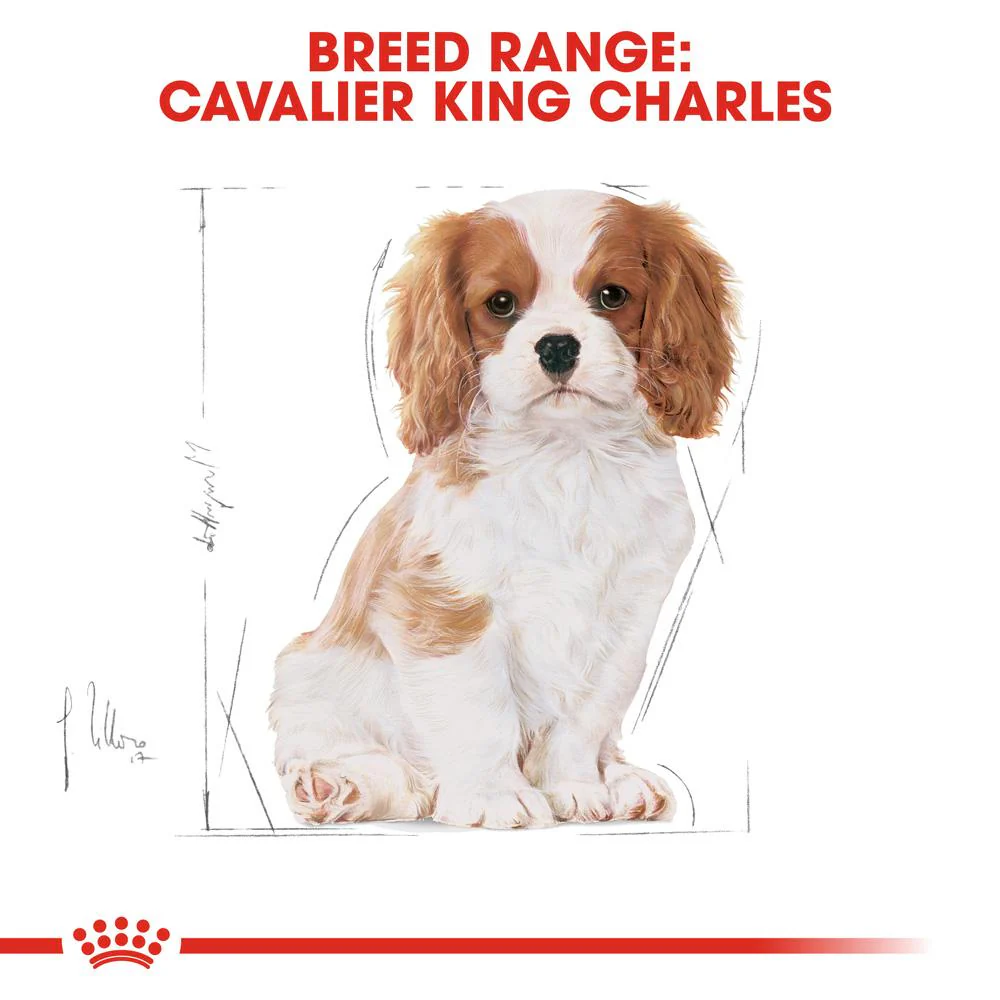 Royal Canin Cavalier King Charles Puppy Dry Dog Food 1.5kg - Image 5