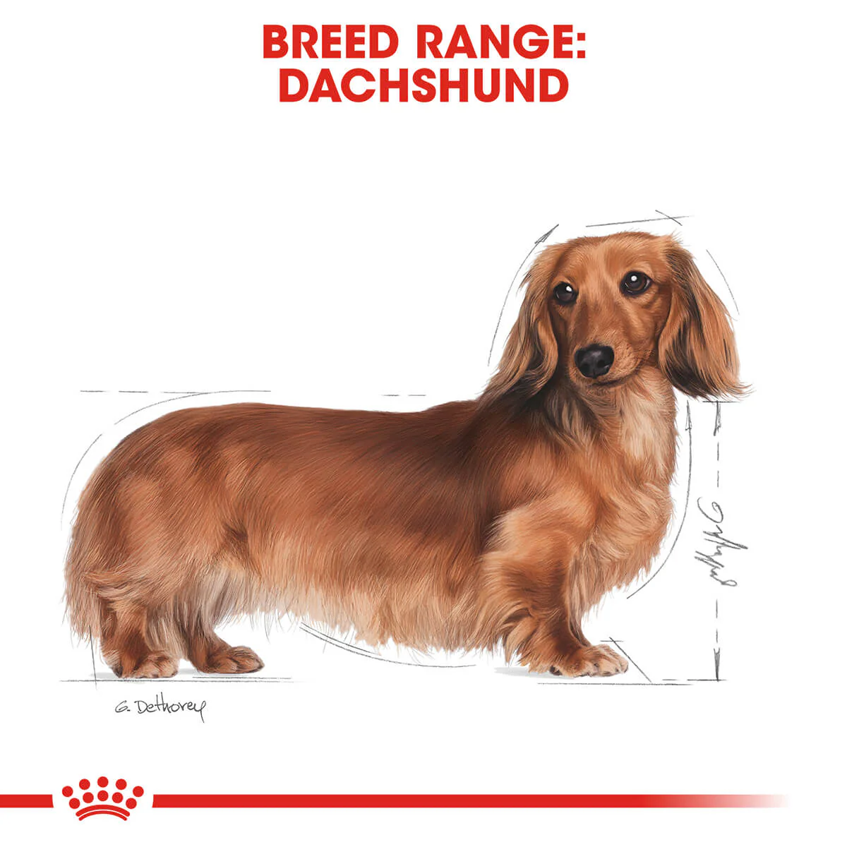 Royal Canin Dachshund Adult Wet Dog Food - Image 4