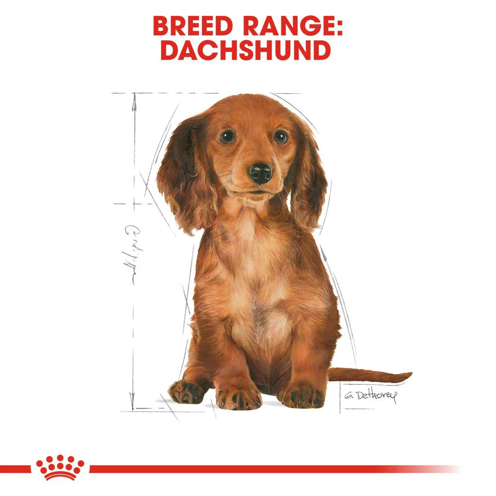 Royal Canin Dachshund Puppy Dry Dog Food 1.5kg - Image 12