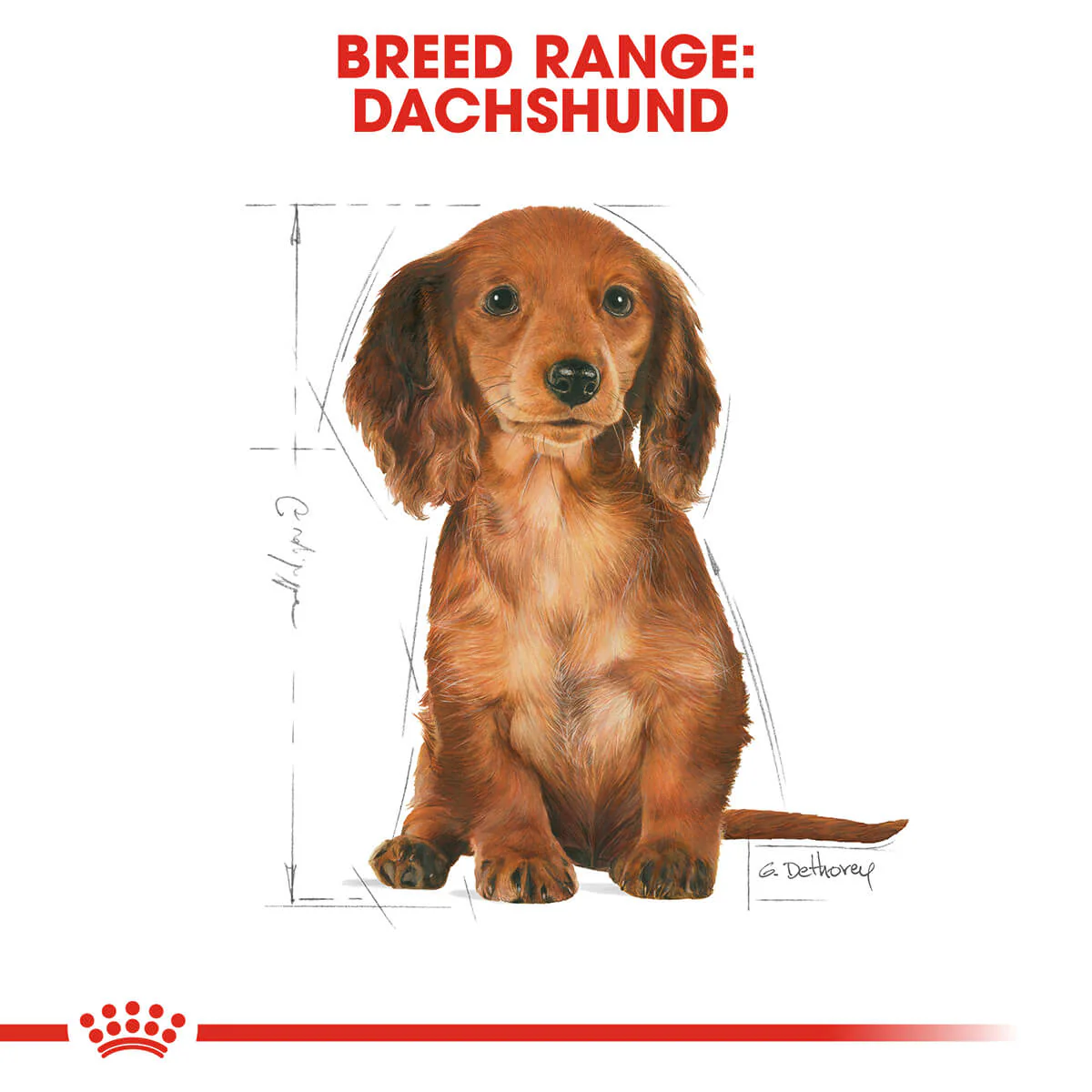 Royal Canin Dachshund Puppy Dry Dog Food 1.5kg - Image 9