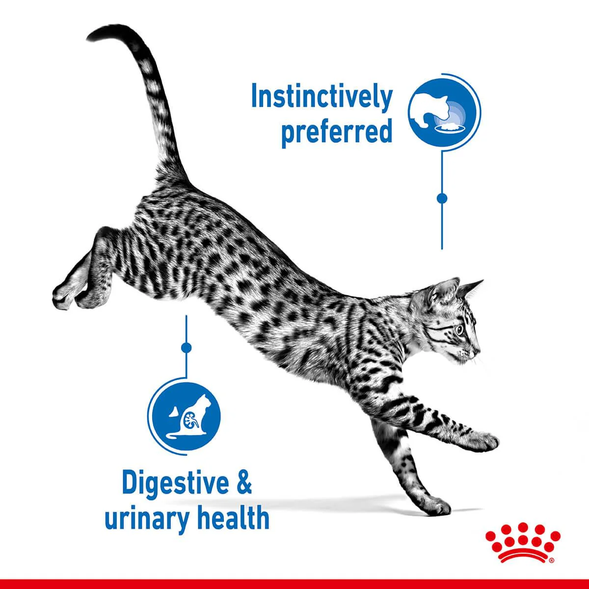 Royal Canin Indoor Sterilised Gravy Wet Cat Food - Image 4