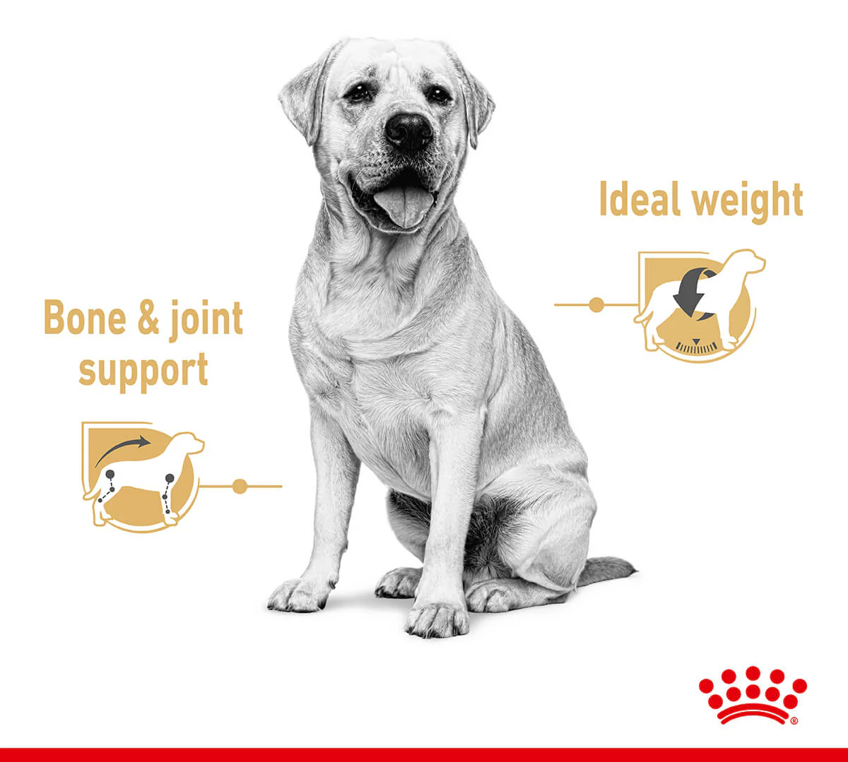 Royal Canin Labrador Retriever Loaf Wet Dog Food - Image 5