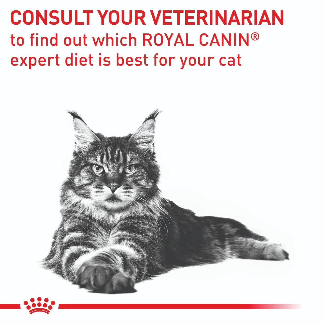 Royal Canin Mature Consult Wet Cat Food - Image 18