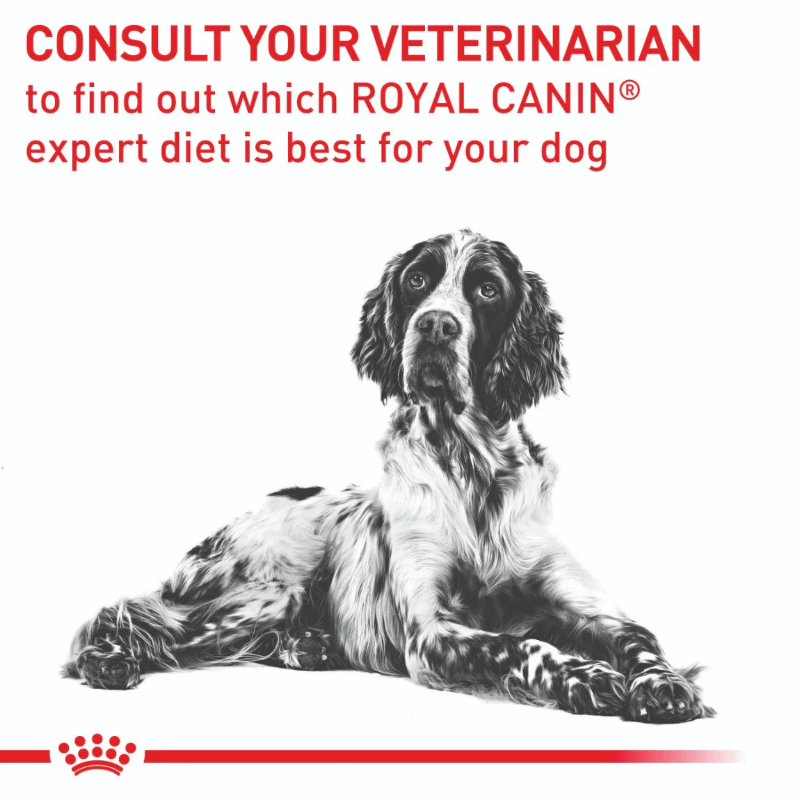 Royal Canin Expert Mature Medium Breed Consult Dry Dog Food - Image 27
