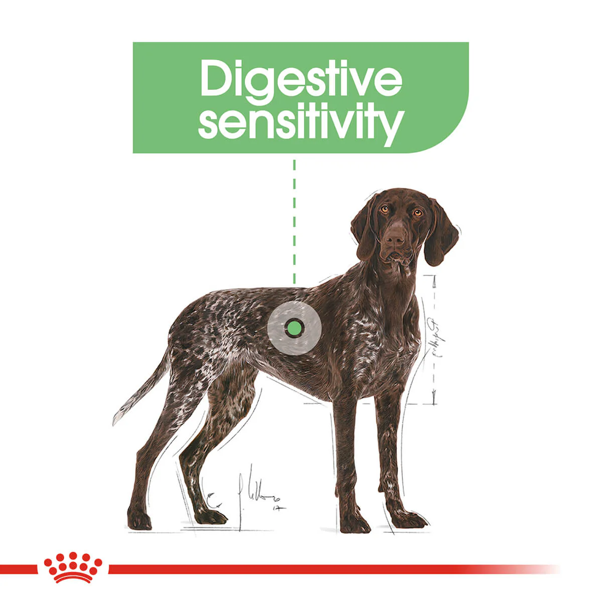 Royal Canin Maxi Digestive Care Adult Dry Dog Food - Image 4