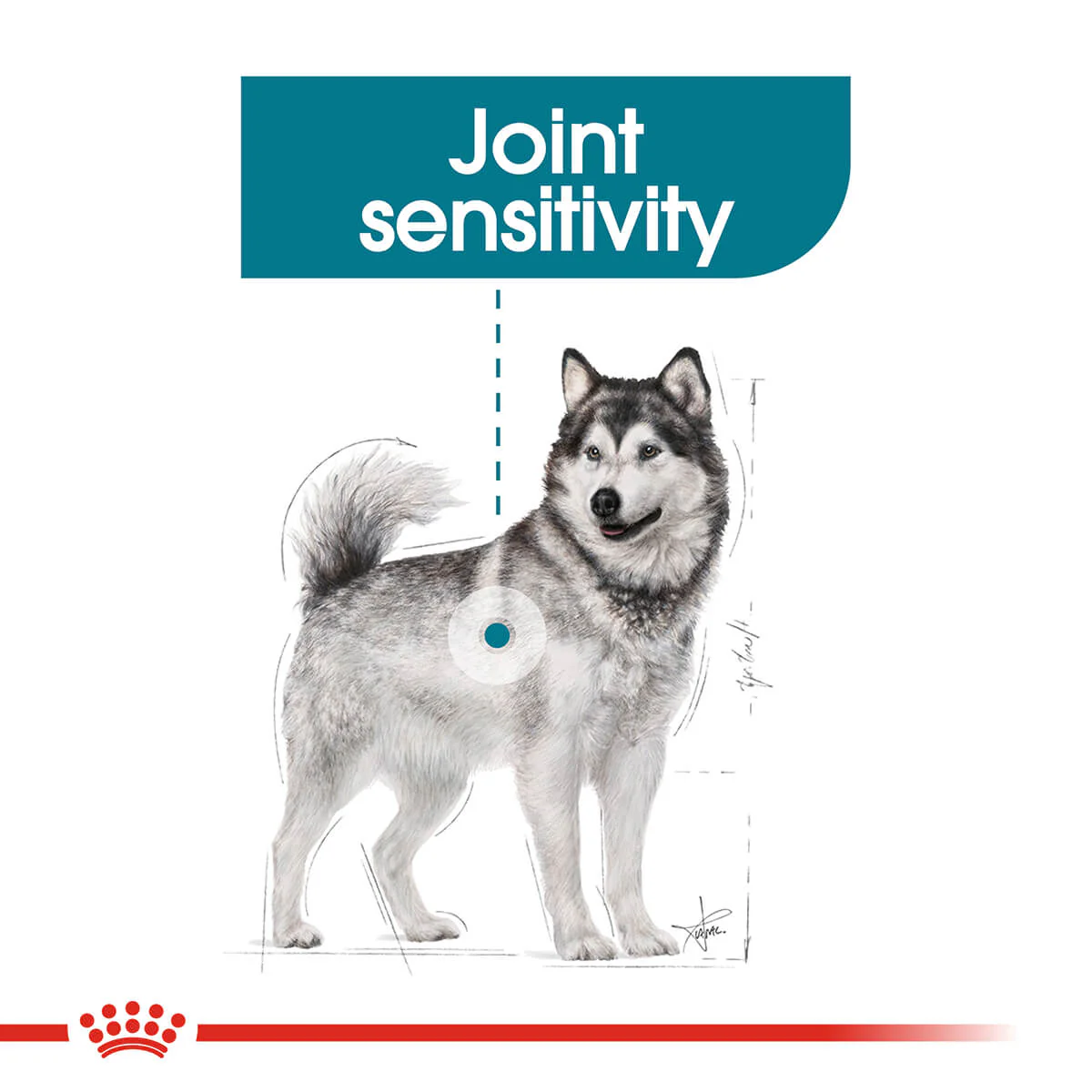 Royal Canin Maxi Joint Care Adult Dry Dog Food 10kg - Image 4