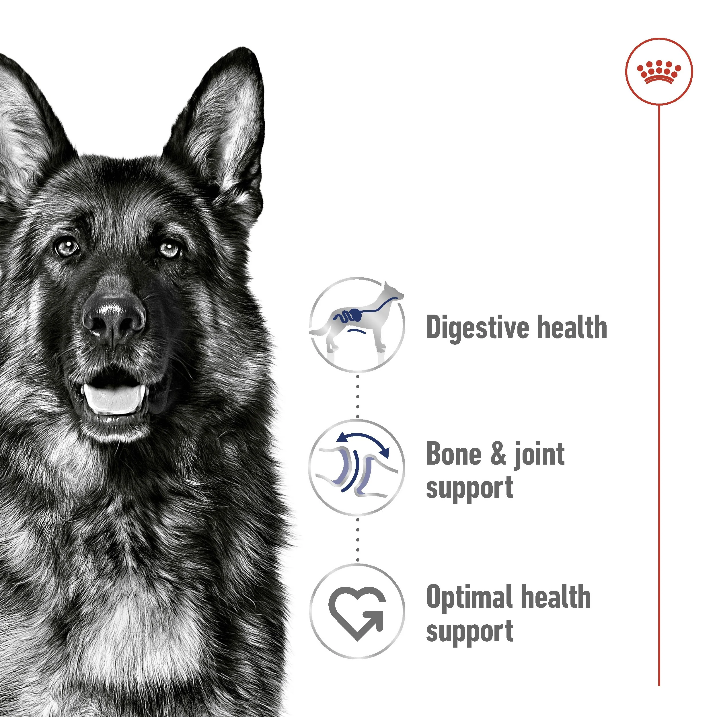 Royal Canin Maxi Large Breed Adult Chicken Dry Dog Food - Image 3