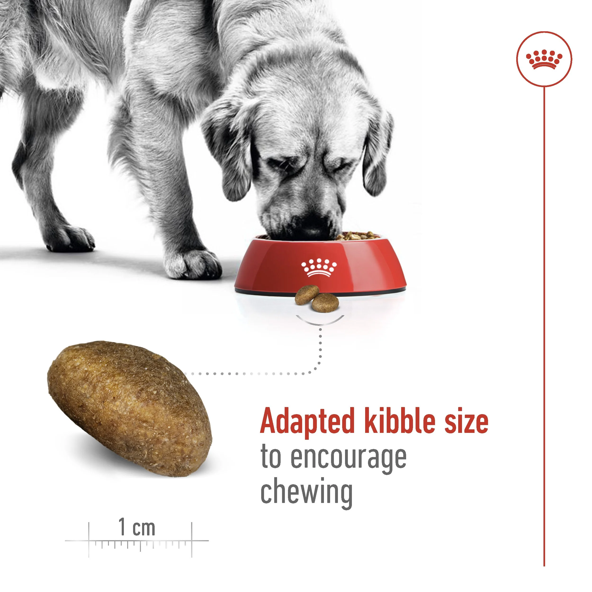 Royal Canin Maxi Large Breed Adult Chicken Dry Dog Food - Image 7