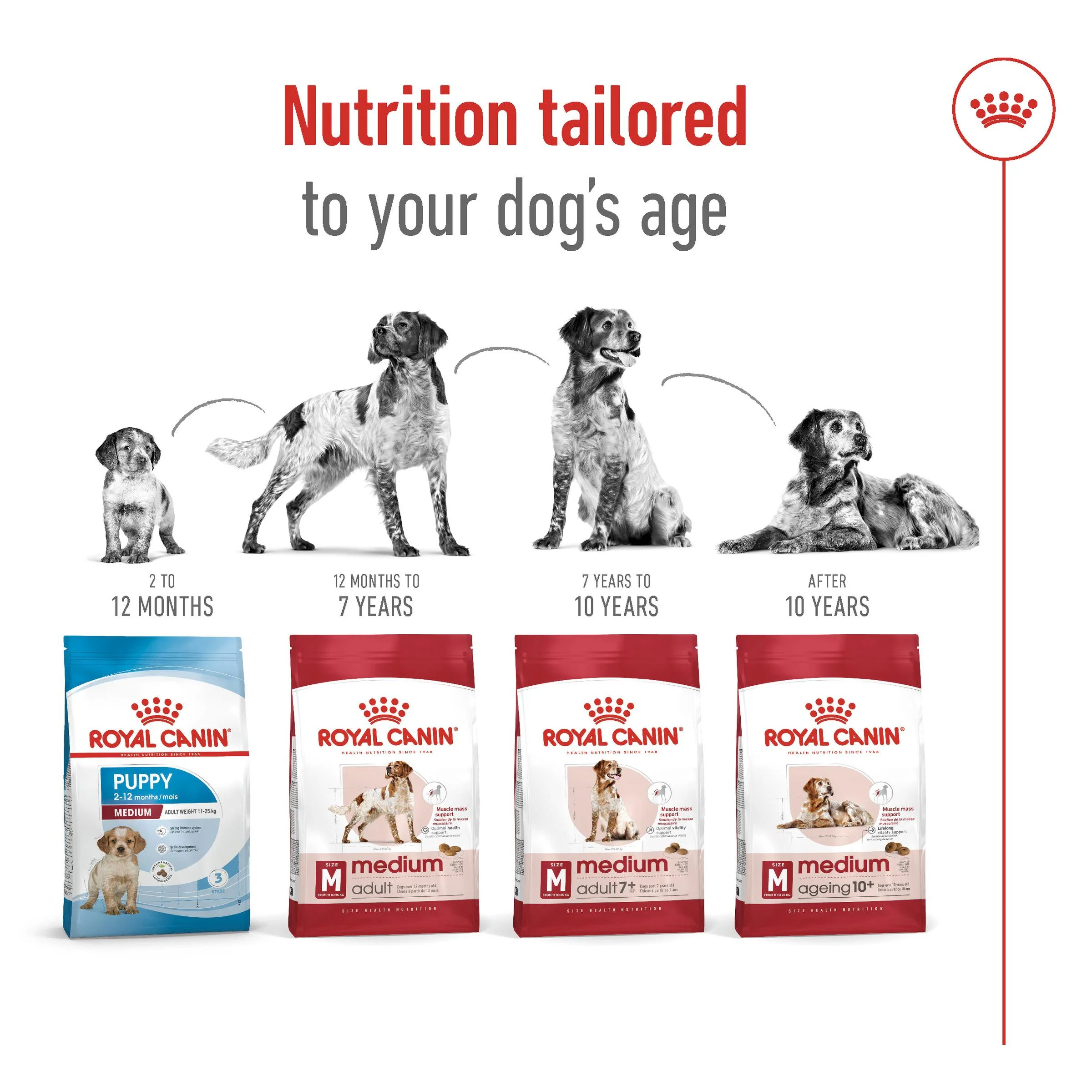 Royal Canin Medium Breed Chicken Adult Dry Dog Food - Image 11