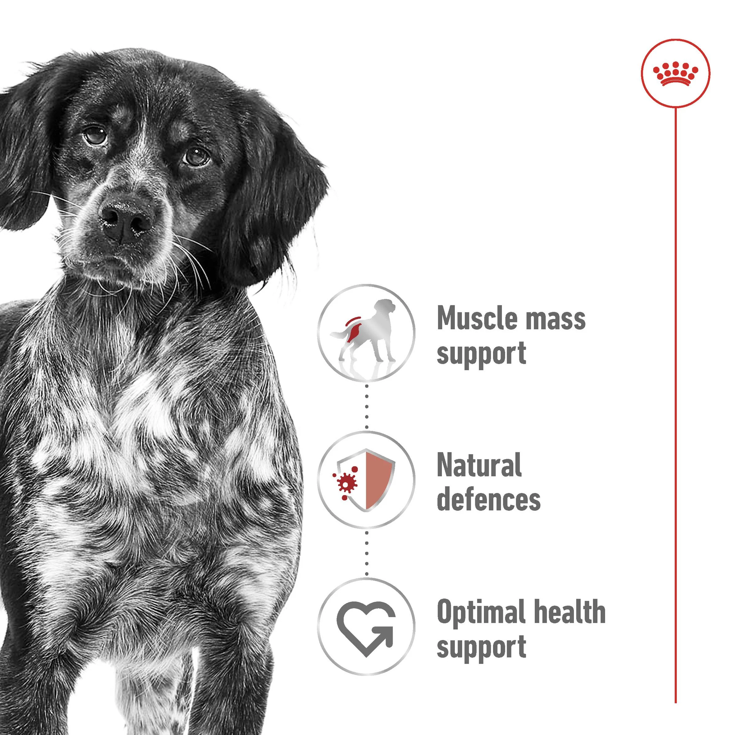 Royal Canin Medium Breed Chicken Adult Dry Dog Food - Image 5
