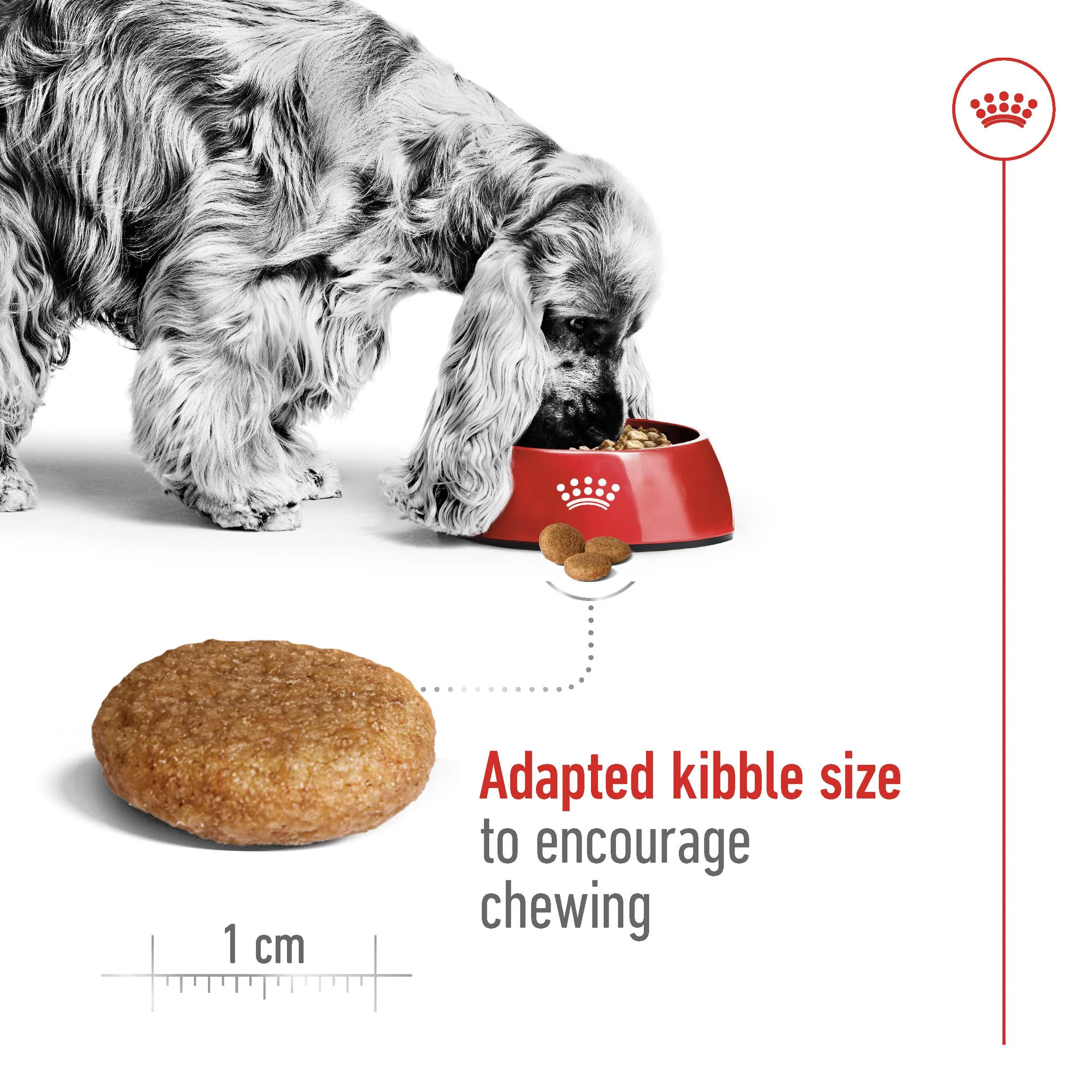 Royal Canin Medium Breed Chicken Adult Dry Dog Food - Image 9