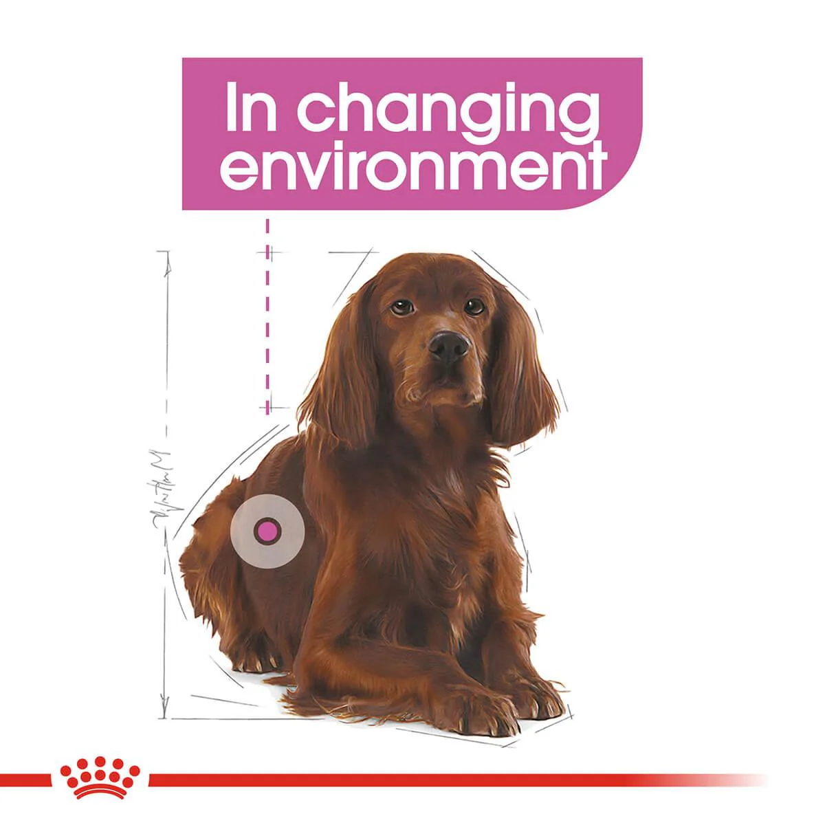 Royal Canin Medium Relax Care Adult Dry Dog Food - Image 5