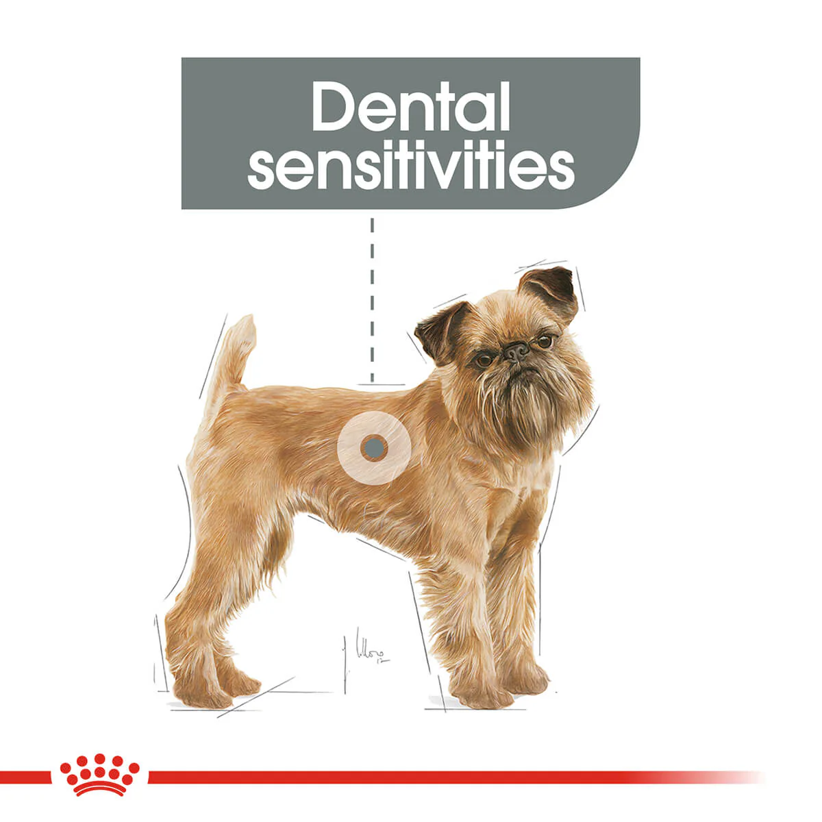 Royal Canin Mini Dental Care Adult Dry Dog Food 3kg - Image 3
