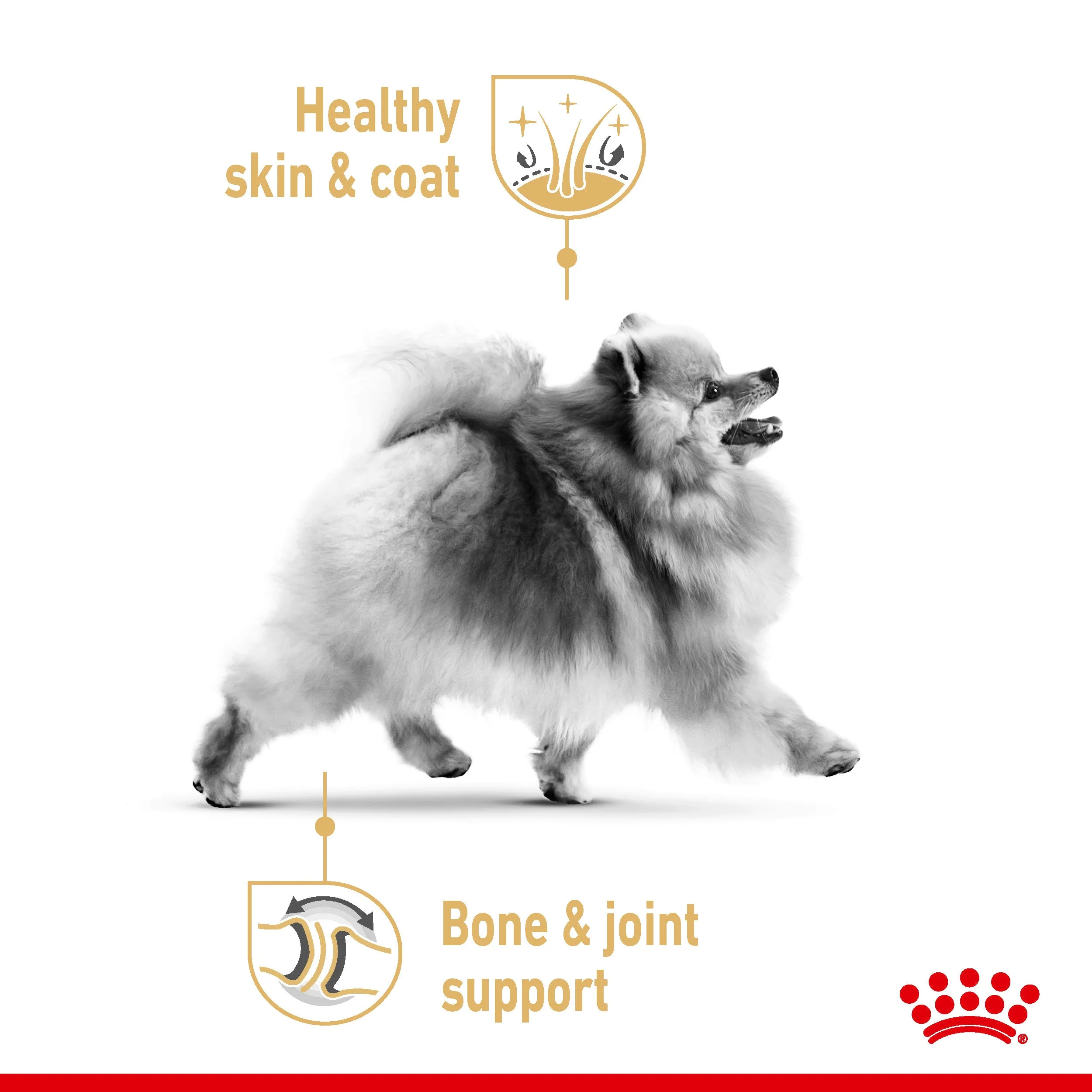 Royal Canin Pomeranian Wet Dog Food - Image 3