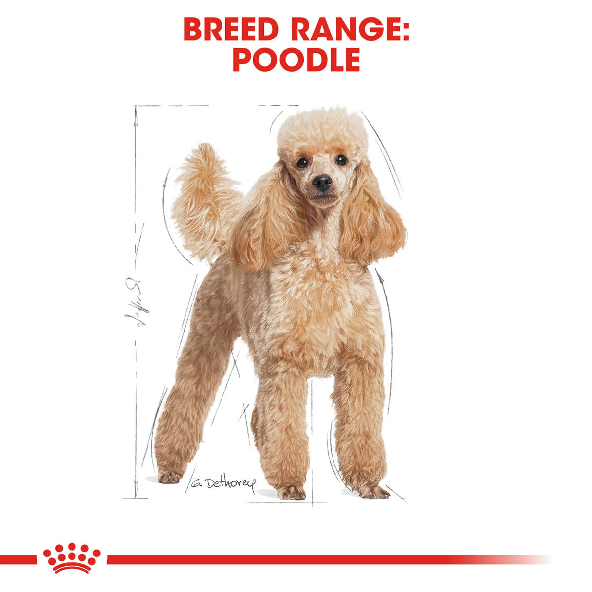 Royal Canin Poodle Adult Wet Dog Food - Image 4
