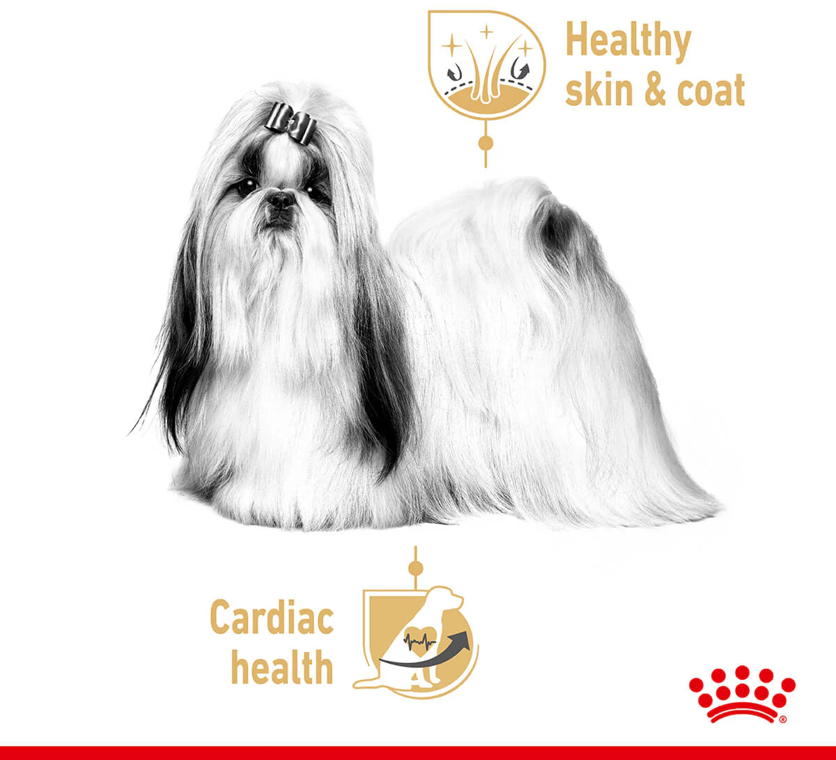 Royal Canin Shih Tzu Loaf Wet Dog Food - Image 8