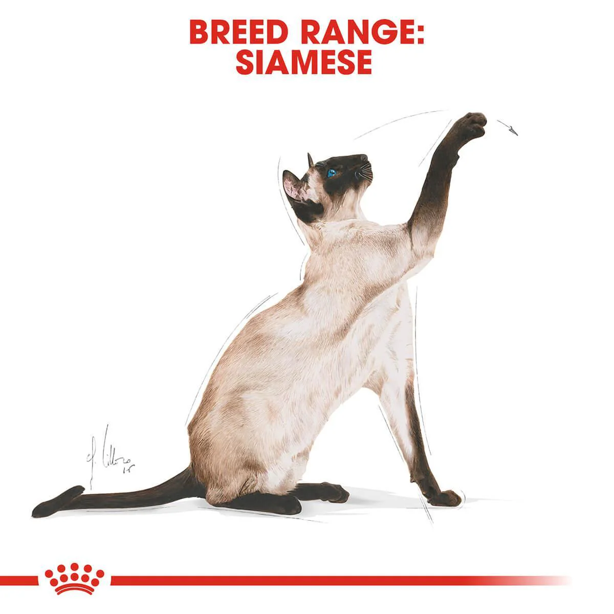 Royal Canin Siamese Adult Dry Cat Food - Image 3