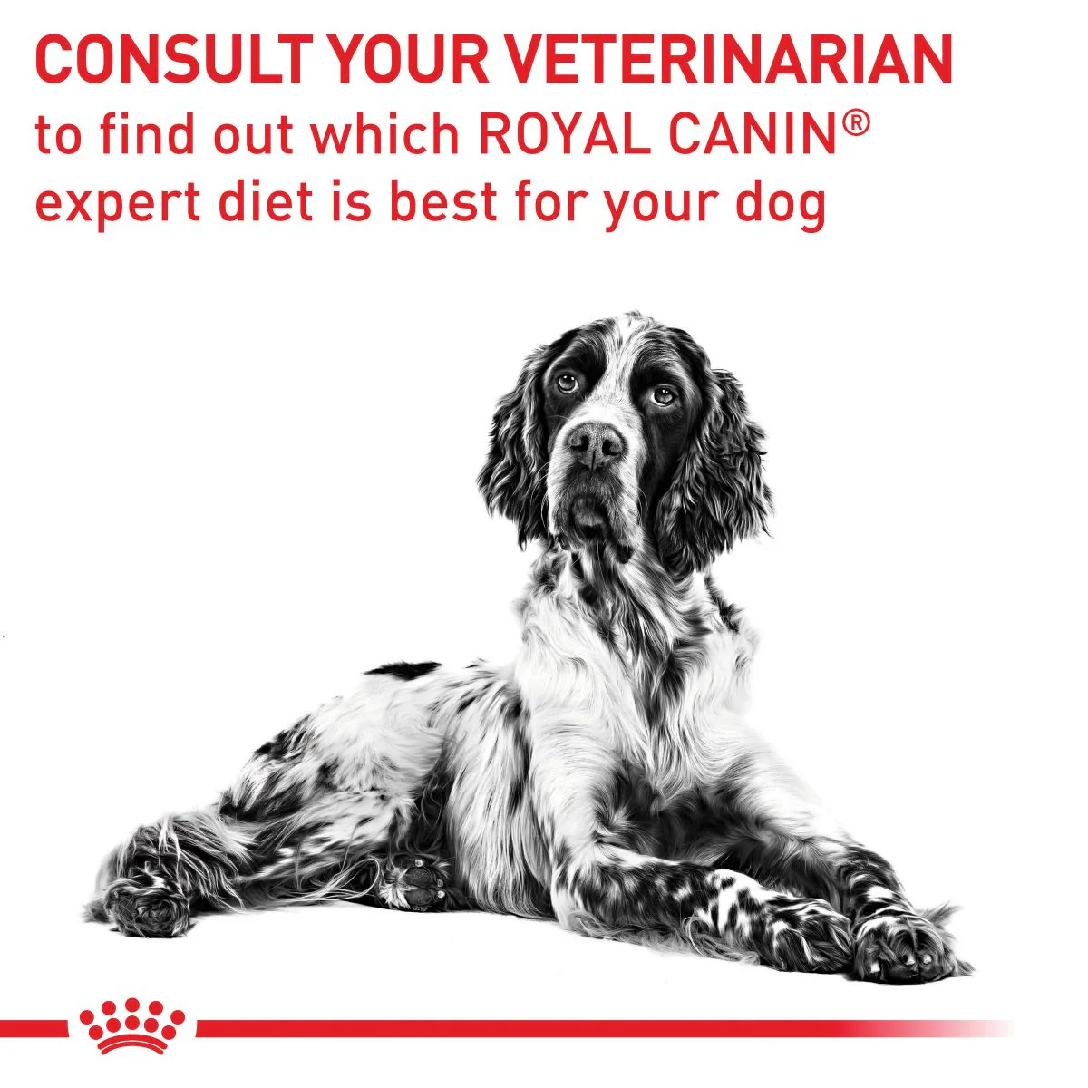 Royal Canin VET Mature Consult Loaf Wet Dog Food 85g - Image 20