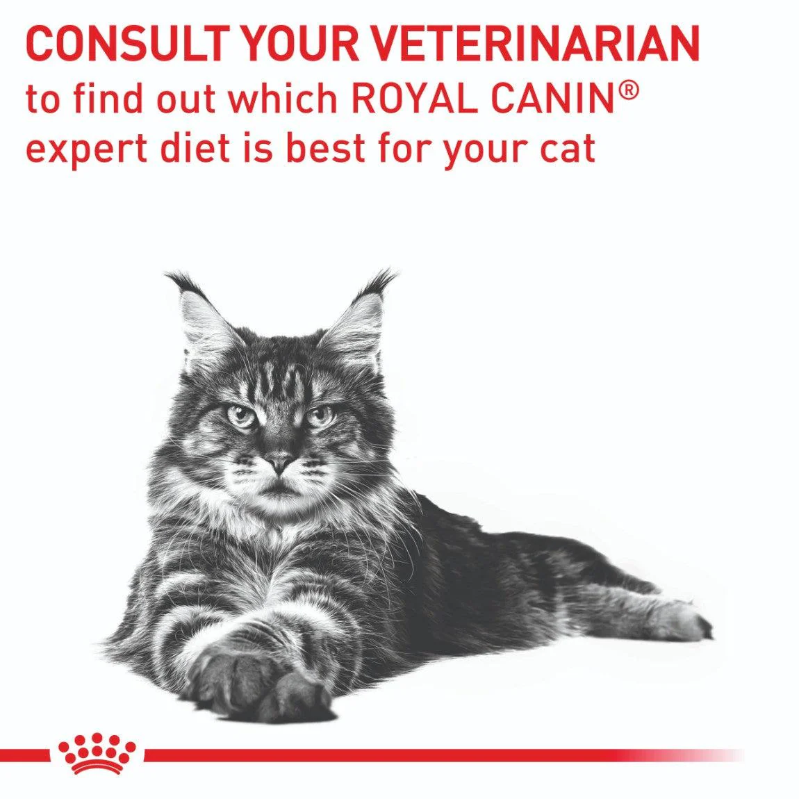 Royal Canin Veterinary Dental Dry Cat Food - Image 26