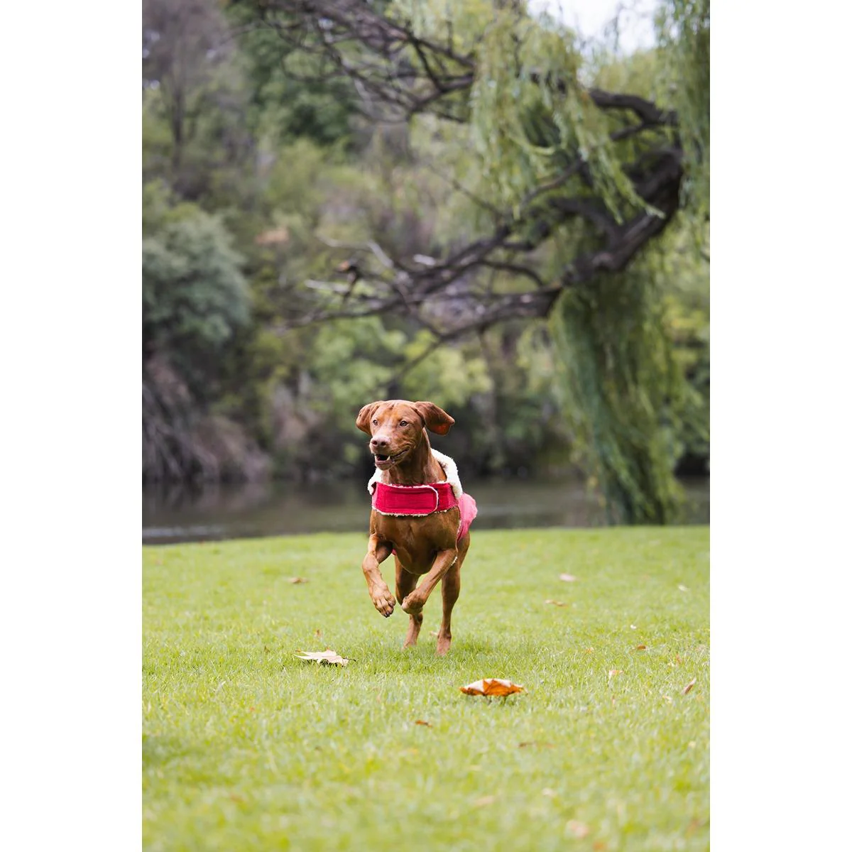 Ruff n Rugged Corduroy Dog Jacket Barn Red - Image 20