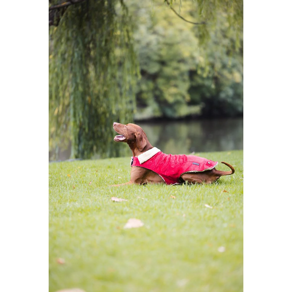 Ruff n Rugged Corduroy Dog Jacket Barn Red - Image 25