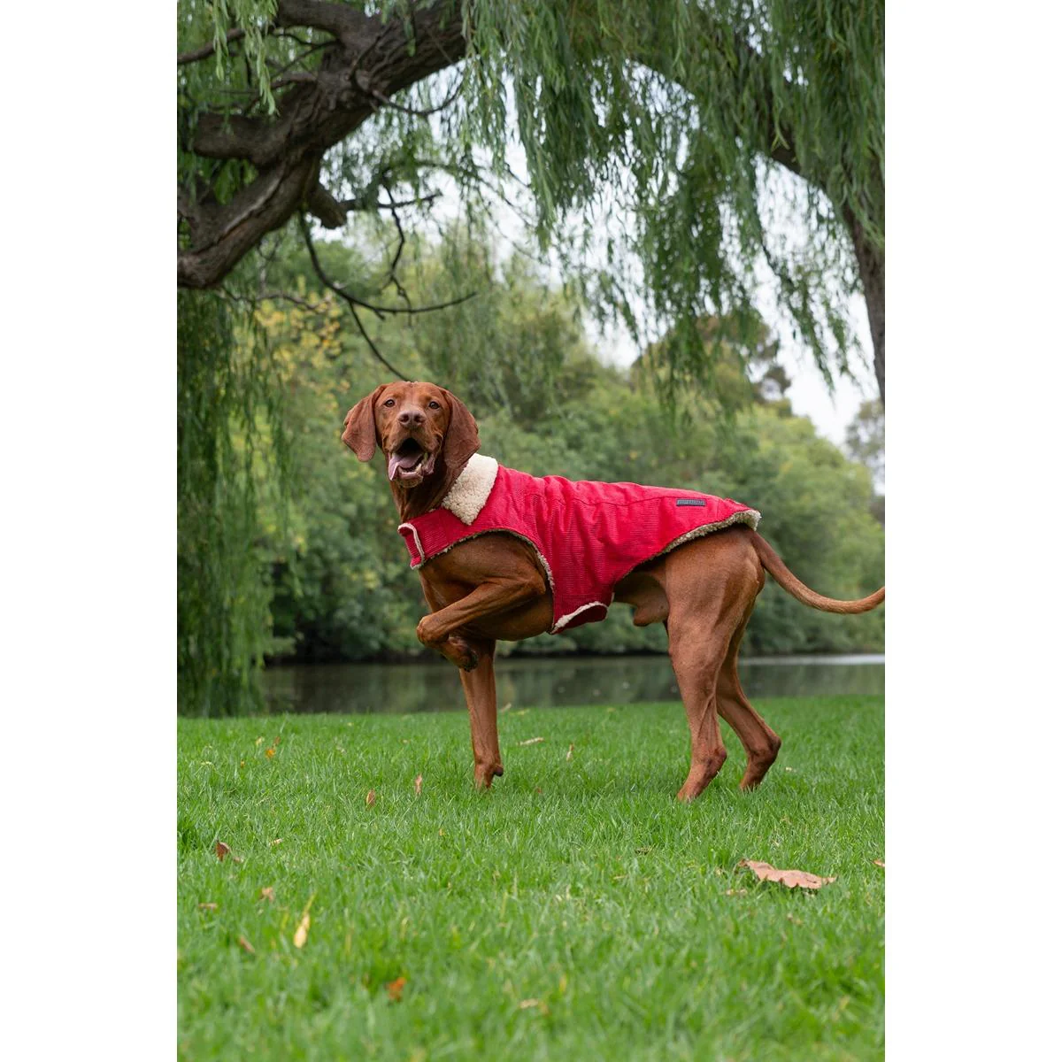 Ruff n Rugged Corduroy Dog Jacket Barn Red - Image 9