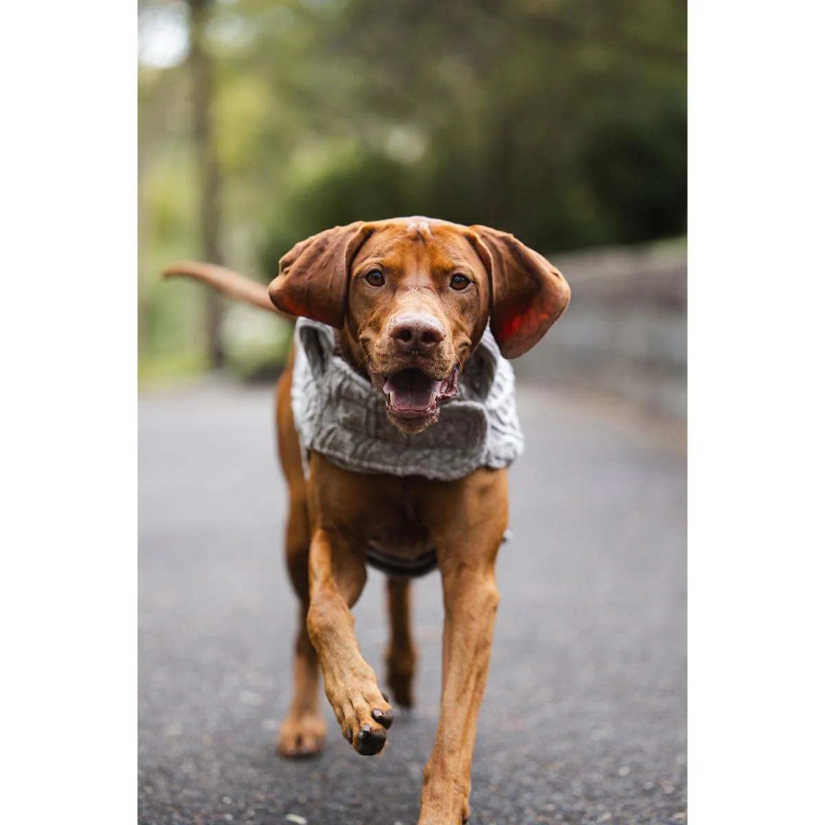 Ruff n Rugged The Woolly Dog Jumper Birch Marle - Image 23