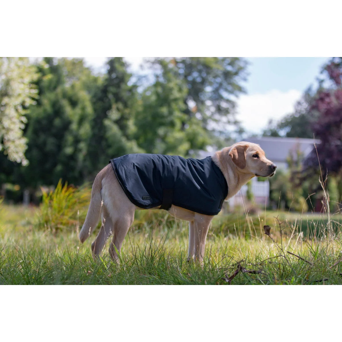 Ruff n Rugged Utility Dog Coat Navy - Image 10